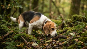 Pies rasy Beagle z nosem przy ziemi intensywnie węszy na leśnej ścieżce, prezentując swój niezwykły węch
