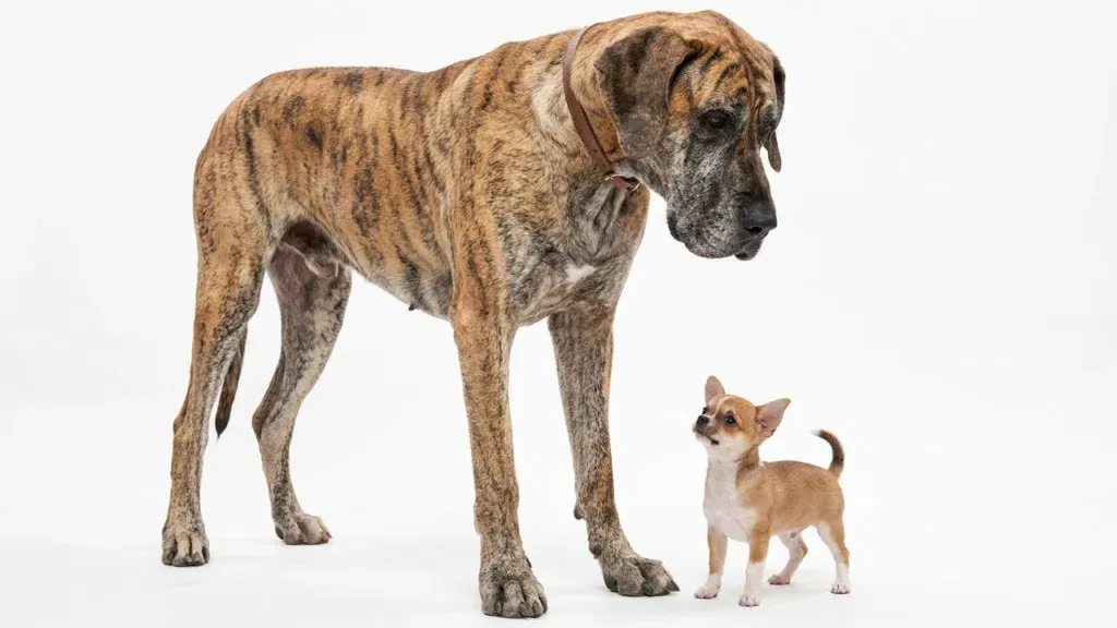 Porównanie wielkości dorosłego psa rasy Dog Niemiecki i małego szczeniaka, ilustrujące ogromne różnice w genetyce wzrostu